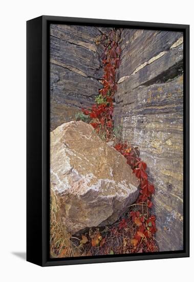 Canada, Manitoba, Whiteshell Provincial Park. Virginia creeper foliage in autumn and rock.-Jaynes Gallery-Framed Premier Image Canvas