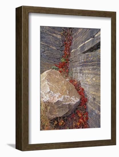 Canada, Manitoba, Whiteshell Provincial Park. Virginia creeper foliage in autumn and rock.-Jaynes Gallery-Framed Photographic Print