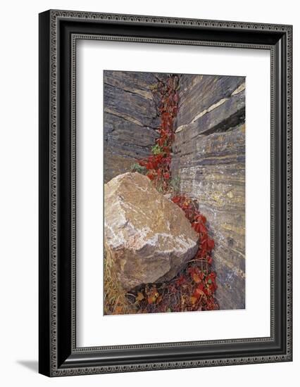 Canada, Manitoba, Whiteshell Provincial Park. Virginia creeper foliage in autumn and rock.-Jaynes Gallery-Framed Photographic Print