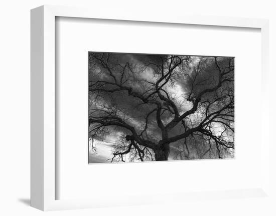 Canada, Manitoba, Winnipeg. Black and white of tree and clouds.-Jaynes Gallery-Framed Photographic Print