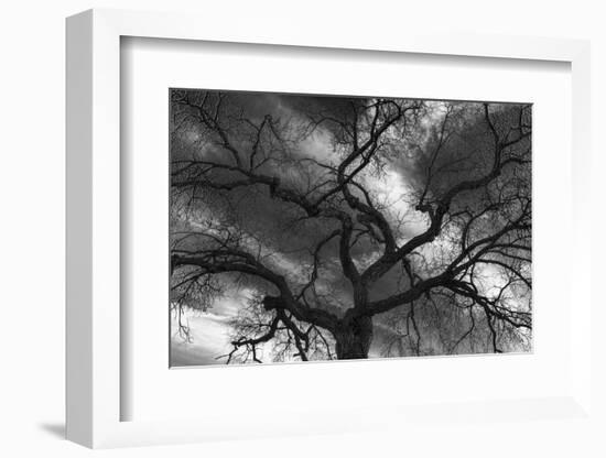 Canada, Manitoba, Winnipeg. Black and white of tree and clouds.-Jaynes Gallery-Framed Photographic Print