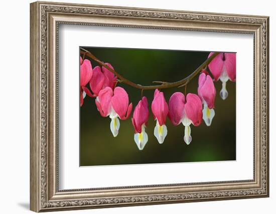 Canada, Manitoba, Winnipeg. Bleeding heart flowers.-Jaynes Gallery-Framed Photographic Print