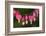 Canada, Manitoba, Winnipeg. Bleeding heart flowers.-Jaynes Gallery-Framed Photographic Print