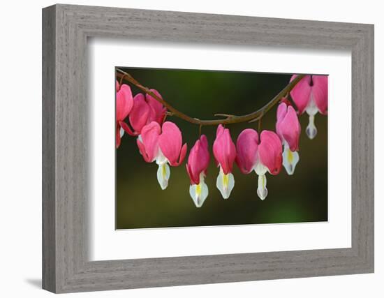 Canada, Manitoba, Winnipeg. Bleeding heart flowers.-Jaynes Gallery-Framed Photographic Print