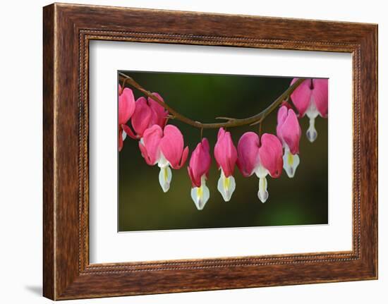 Canada, Manitoba, Winnipeg. Bleeding heart flowers.-Jaynes Gallery-Framed Photographic Print