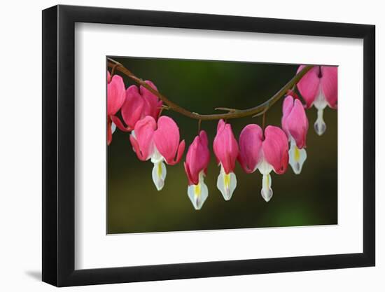 Canada, Manitoba, Winnipeg. Bleeding heart flowers.-Jaynes Gallery-Framed Photographic Print