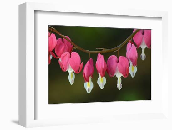 Canada, Manitoba, Winnipeg. Bleeding heart flowers.-Jaynes Gallery-Framed Photographic Print