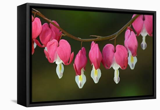 Canada, Manitoba, Winnipeg. Bleeding heart flowers.-Jaynes Gallery-Framed Premier Image Canvas