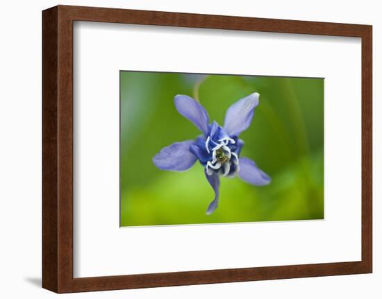 Canada, Manitoba, Winnipeg. Blue columbine flower close-up.-Jaynes Gallery-Framed Photographic Print