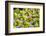 Canada, Montreal, Marche Jean Talon Market, Pears-Walter Bibikow-Framed Photographic Print