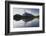 Canada, Mt Rundle, Vermillion Lake and Ripple-Peter Adams-Framed Photographic Print