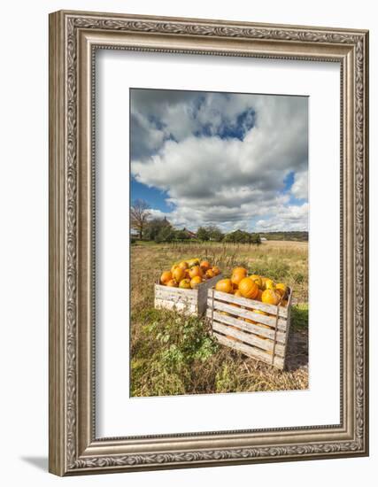 Canada, Nova Scotia, Annapolis Valley, Wolfville. Pumpkin farm in autumn.-Walter Bibikow-Framed Photographic Print