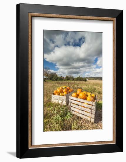 Canada, Nova Scotia, Annapolis Valley, Wolfville. Pumpkin farm in autumn.-Walter Bibikow-Framed Photographic Print