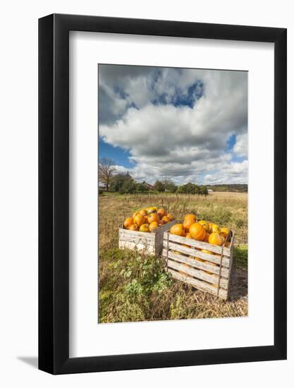 Canada, Nova Scotia, Annapolis Valley, Wolfville. Pumpkin farm in autumn.-Walter Bibikow-Framed Photographic Print