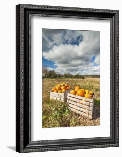 Canada, Nova Scotia, Annapolis Valley, Wolfville. Pumpkin farm in autumn.-Walter Bibikow-Framed Photographic Print