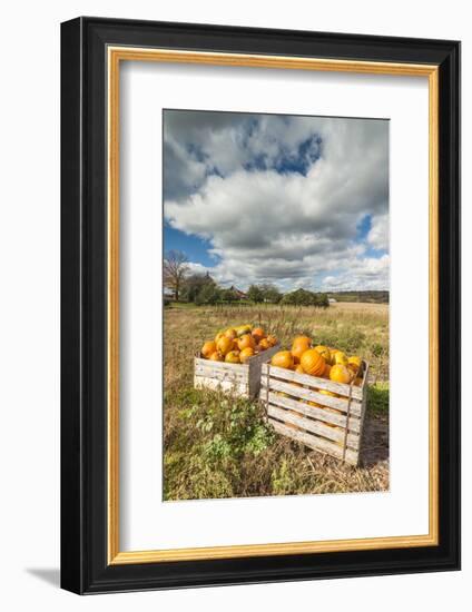 Canada, Nova Scotia, Annapolis Valley, Wolfville. Pumpkin farm in autumn.-Walter Bibikow-Framed Photographic Print