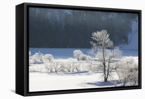 Canada, Nova Scotia, Cape Breton, Cabot Trail, Frosted Trees in Margaree-Patrick J. Wall-Framed Premier Image Canvas