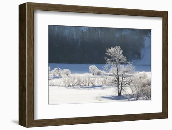 Canada, Nova Scotia, Cape Breton, Cabot Trail, Frosted Trees in Margaree-Patrick J. Wall-Framed Photographic Print