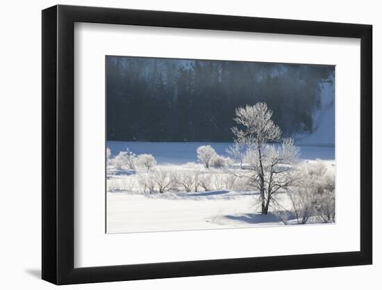 Canada, Nova Scotia, Cape Breton, Cabot Trail, Frosted Trees in Margaree-Patrick J. Wall-Framed Photographic Print