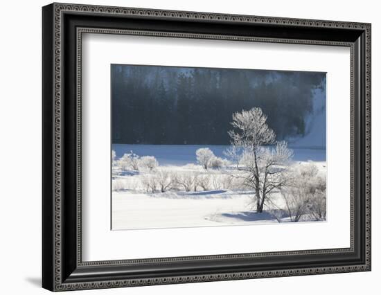 Canada, Nova Scotia, Cape Breton, Cabot Trail, Frosted Trees in Margaree-Patrick J. Wall-Framed Photographic Print