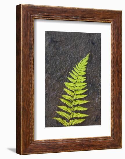 Canada, Nova Scotia, Cape Breton, fern-Patrick J. Wall-Framed Photographic Print