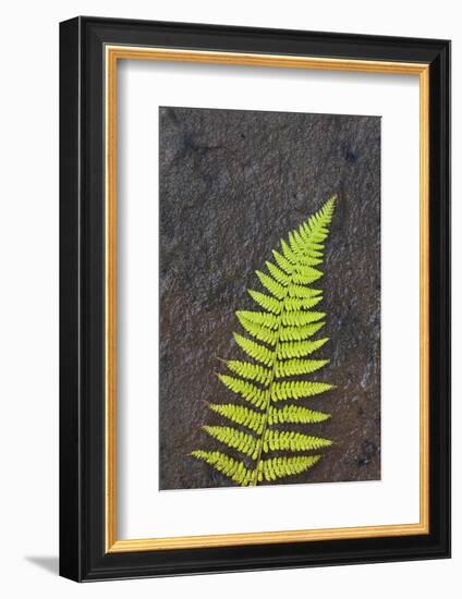 Canada, Nova Scotia, Cape Breton, fern-Patrick J. Wall-Framed Photographic Print
