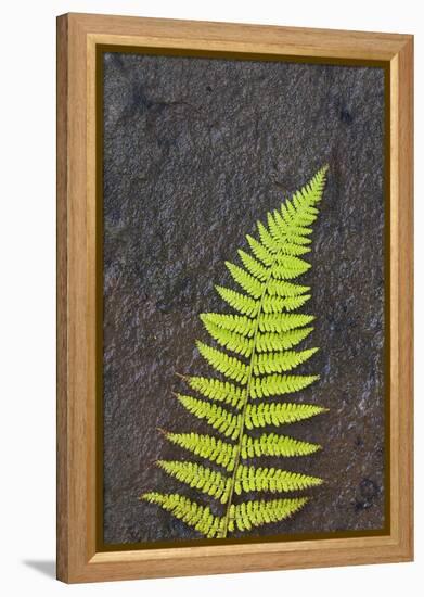 Canada, Nova Scotia, Cape Breton, fern-Patrick J. Wall-Framed Premier Image Canvas