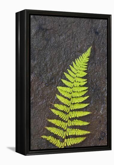 Canada, Nova Scotia, Cape Breton, fern-Patrick J. Wall-Framed Premier Image Canvas