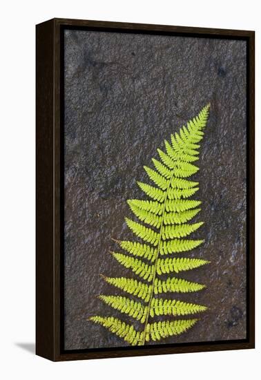 Canada, Nova Scotia, Cape Breton, fern-Patrick J. Wall-Framed Premier Image Canvas