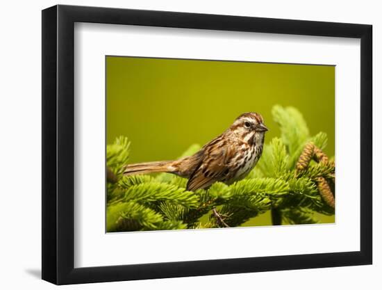 Canada, Nova Scotia, Cape Breton, Song Sparrow, Melospiza Melodia-Patrick J. Wall-Framed Premium Photographic Print