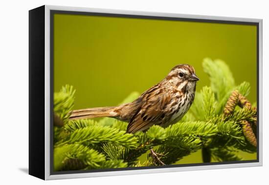 Canada, Nova Scotia, Cape Breton, Song Sparrow, Melospiza Melodia-Patrick J. Wall-Framed Premier Image Canvas