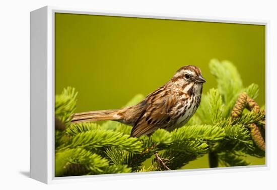 Canada, Nova Scotia, Cape Breton, Song Sparrow, Melospiza Melodia-Patrick J. Wall-Framed Premier Image Canvas