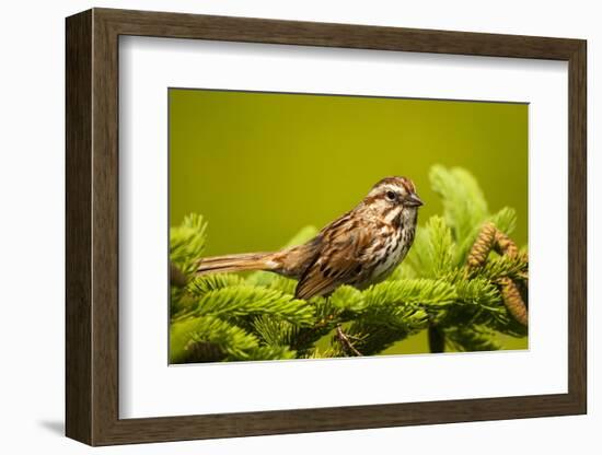 Canada, Nova Scotia, Cape Breton, Song Sparrow, Melospiza Melodia-Patrick J. Wall-Framed Photographic Print