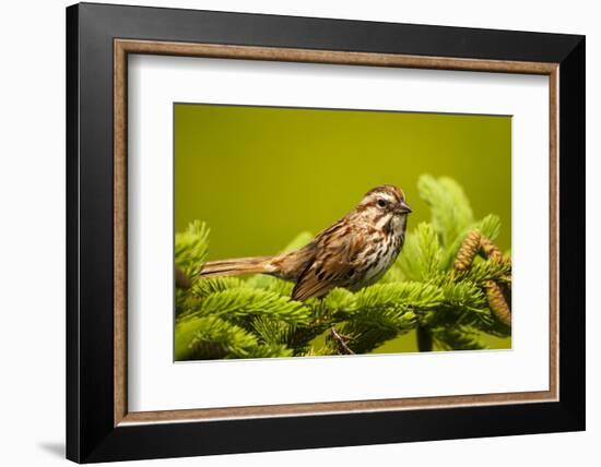 Canada, Nova Scotia, Cape Breton, Song Sparrow, Melospiza Melodia-Patrick J. Wall-Framed Photographic Print