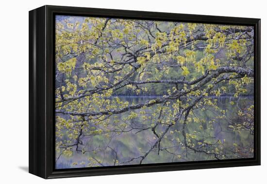 Canada, Novs Scotia, Cape Breton, Cabot Trail Lake in Spring-Patrick J. Wall-Framed Premier Image Canvas