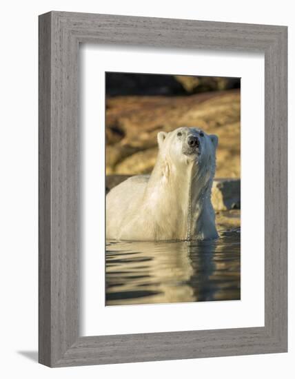 Canada, Nunavut, Polar Bear Wading into Shallow Water of Hudson Bay-Paul Souders-Framed Photographic Print