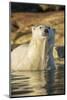 Canada, Nunavut, Polar Bear Wading into Shallow Water of Hudson Bay-Paul Souders-Mounted Photographic Print