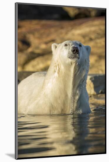 Canada, Nunavut, Polar Bear Wading into Shallow Water of Hudson Bay-Paul Souders-Mounted Photographic Print