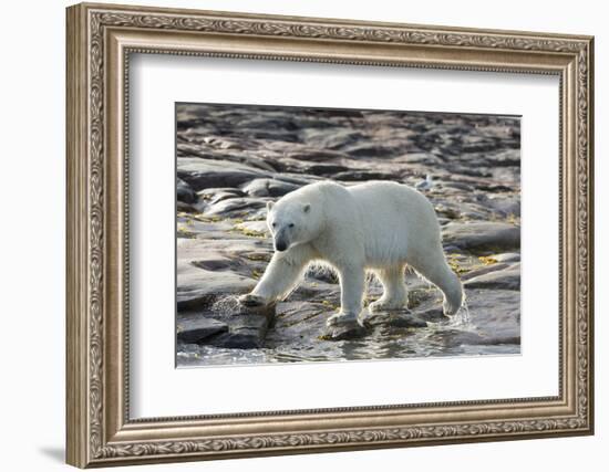 Canada, Nunavut, Repulse Bay, Polar Bear Patrolling Along Shoreline-Paul Souders-Framed Photographic Print