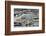 Canada, Nunavut, Repulse Bay, Polar Bear Patrolling Along Shoreline-Paul Souders-Framed Photographic Print