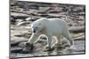 Canada, Nunavut, Repulse Bay, Polar Bear Patrolling Along Shoreline-Paul Souders-Mounted Photographic Print