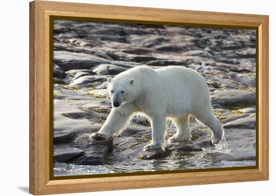 Canada, Nunavut, Repulse Bay, Polar Bear Patrolling Along Shoreline-Paul Souders-Framed Premier Image Canvas