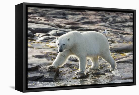 Canada, Nunavut, Repulse Bay, Polar Bear Patrolling Along Shoreline-Paul Souders-Framed Premier Image Canvas