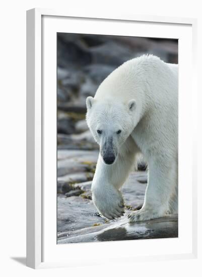 Canada, Nunavut, Repulse Bay, Polar Bear Patrolling Along Shoreline-Paul Souders-Framed Photographic Print
