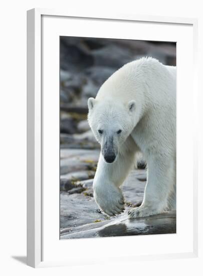 Canada, Nunavut, Repulse Bay, Polar Bear Patrolling Along Shoreline-Paul Souders-Framed Photographic Print