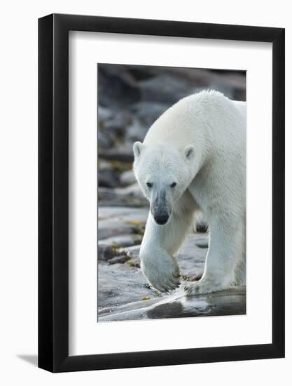 Canada, Nunavut, Repulse Bay, Polar Bear Patrolling Along Shoreline-Paul Souders-Framed Photographic Print