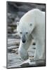 Canada, Nunavut, Repulse Bay, Polar Bear Patrolling Along Shoreline-Paul Souders-Mounted Photographic Print