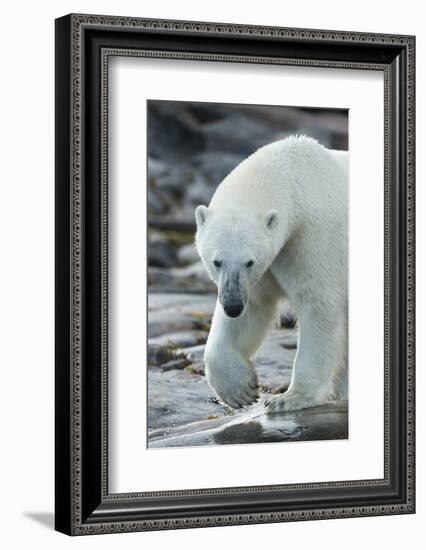 Canada, Nunavut, Repulse Bay, Polar Bear Patrolling Along Shoreline-Paul Souders-Framed Photographic Print