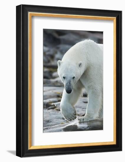 Canada, Nunavut, Repulse Bay, Polar Bear Patrolling Along Shoreline-Paul Souders-Framed Photographic Print