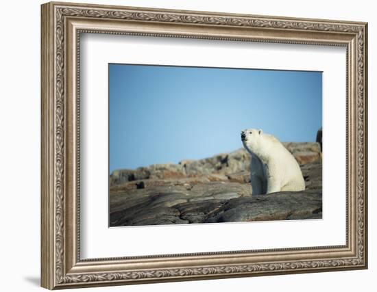 Canada, Nunavut, Repulse Bay, Polar Bear Sitting on Mountain Slope-Paul Souders-Framed Photographic Print